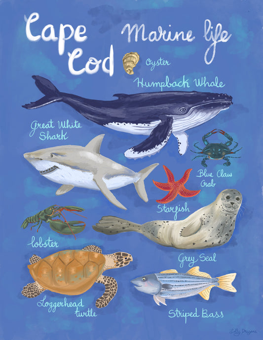 Cape Cod Marine Life Card