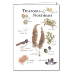 Tidepools of the Northeast Notecard
