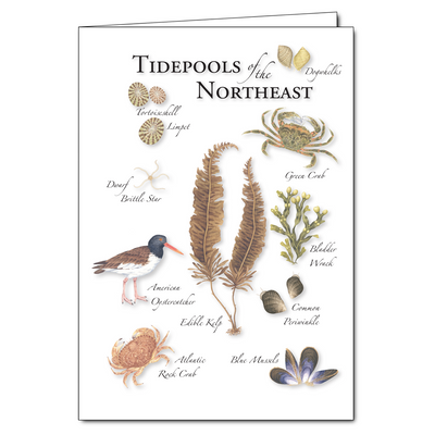 Tidepools of the Northeast Notecard