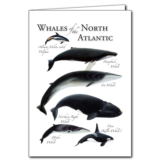 Whales of the North Atlantic Notecard