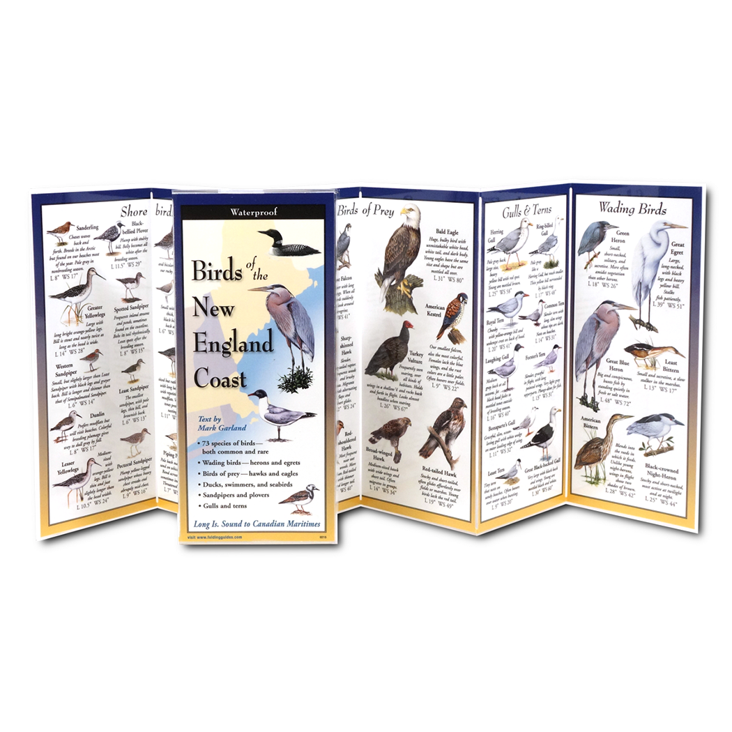 Birds of the New England Coast - Folding Guide