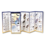 Birds of the New England Coast - Folding Guide