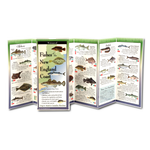 Fishes of the New England Coast - Folding Guide