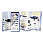 North Atlantic Whale Watch - Folding Guide