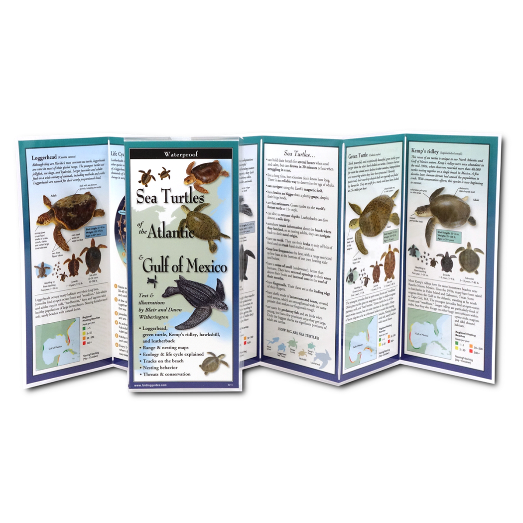Sea Turtles of the Atlantic and the Gulf of Mexico - Folding Guide