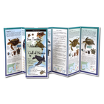 Sea Turtles of the Atlantic and the Gulf of Mexico - Folding Guide
