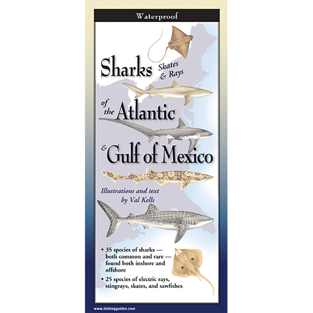 Sharks, Skates & Rays of the Atlantic and the Gulf of Mexico - Folding Guide