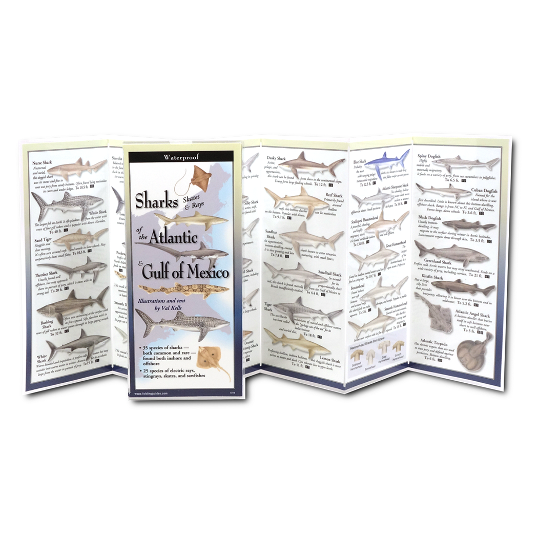 Sharks, Skates & Rays of the Atlantic and the Gulf of Mexico - Folding Guide