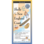 Shells and Beach Life of New England - Folding Guide