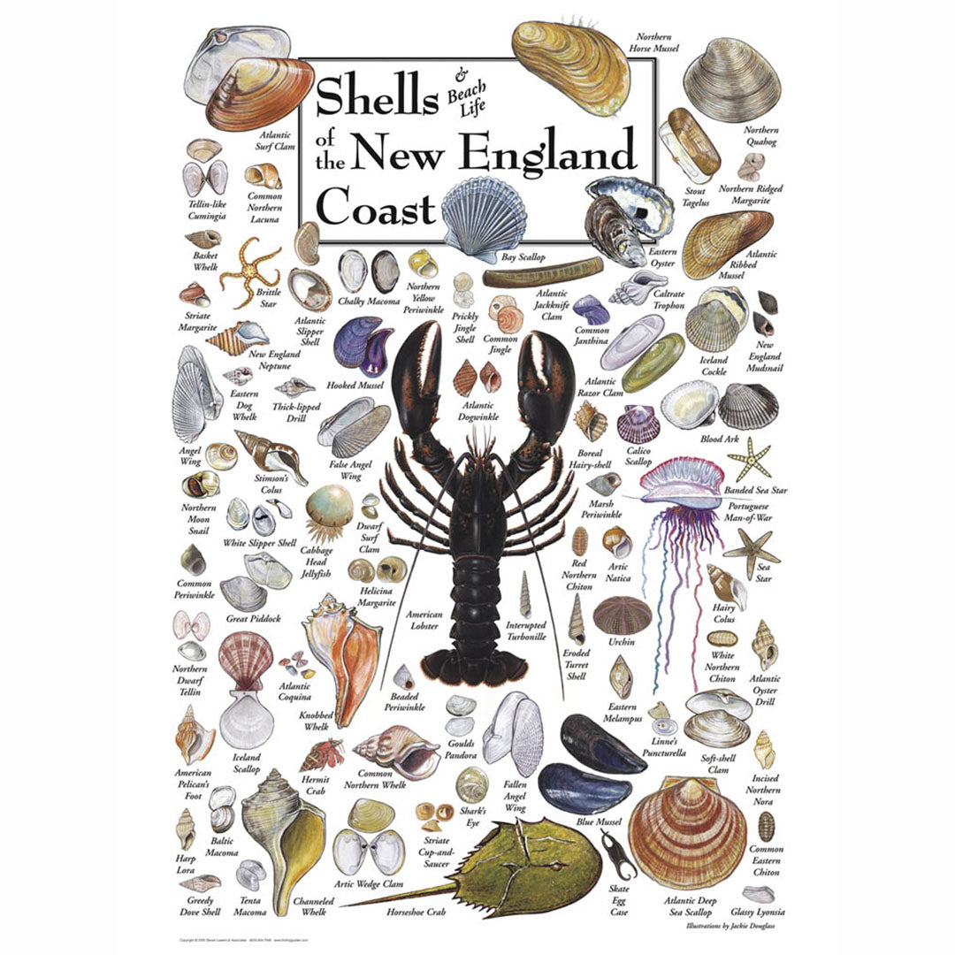 Shells of New England Puzzle