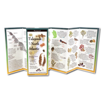 Tidepools of the North Atlantic - Folding Guide